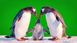 Penguin Family Hug Green Screen | Penguin Awareness Day NCR Loop 03