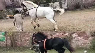 Zuljanah Sakhi Badshah❤️Salar Badshah ❤️Ashal Badshah (Matwali Zahid Shah)