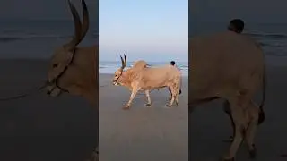 Big Massive Bull on Beach | Goa #incredibleindia #travel
