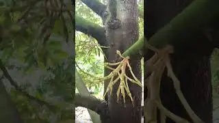 sầu th&aacute;i #saurieng #durian #mientay #amthuc