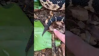 ALERTA DA PICO DE JACA | GABRIEL N&Uacute;CLEO  #snake #reptiles #natureza #cobra #fypシ #fy