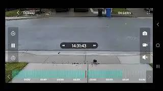 Crow digging up for food on my driveway