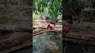Monkeys Try Swimming For The First Time! #monkeychallenge #monkey #monkeydluffy #monkeysr #monkeys
