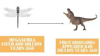 Could This Prehistoric Dragonfly Really Hunt DINOSAURS? (Dinosaut Facts)