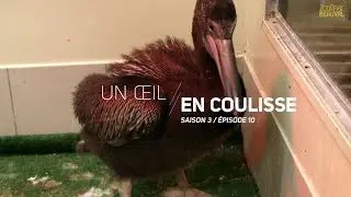 La délicate naissance de Nemo, le bébé pélican du zoo