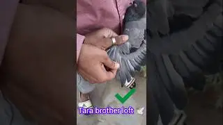 How to pick pigeons wing 🧐👀#kabootar #bird#pigeonlove #status#viral#pigeon#pigeonlover#kabutar#tag