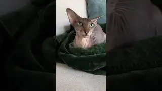 Peterbald The Velvet-Skinned Cat That Changes Over Time #peterbald #cats #cat #catshorts #pets