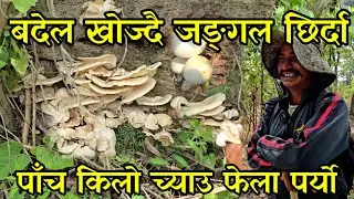 थापा दाइको जङ्गलमा ब्या एको बँदेल खोज्न जादा एउटै ठुटामा 5 किलो जङ्गली च्याउ  out door piggery