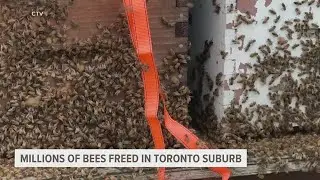 Traffic accident buzzing with activity, beekeepers recruited to resolve incident