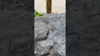 This is Magnetite/Lodestone! In front of the Geode Shop at Knott&rsquo;s Berry Farm. #shorts #fyp