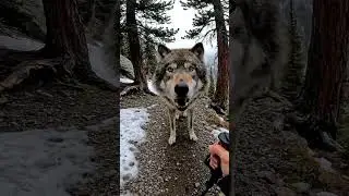 Solo Hiker vs Massive Mountain Wolf!