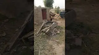 rooster chasing hen to mate | rooster running meme | Rooster running to catch hen🤣 | funny animals