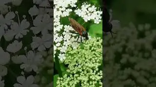 Fliege gew&uuml;rfelte Tanzfliege Empis tessellata Insekt Empis Insekten K&auml;fer Girschbl&uuml;te