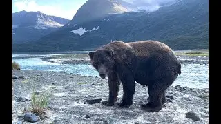 Katmai Brown Bear 4k