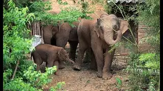 China's wandering elephant herd (Pre-intermediate level English B1)
