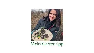 Winterlinge vermehren | berlingartentipp