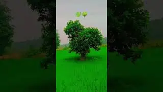 Nature beauty of my village 😍💕