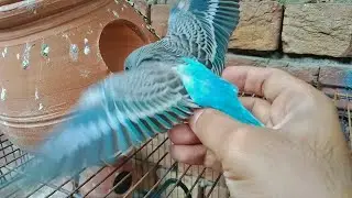 Budgie Chicks Playing Outside the Cage 🐤 | Cute Baby Budgies Outdoor Fun #video 