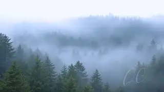 Cozy Foggy Forest | Pacific Northwest Ambient Visuals (4K)