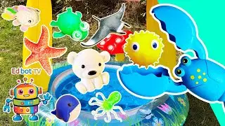 Sea Animal Names | Kids Learn at the Toadstool Pool: Pufferfish Manta Ray Polar Bear Lobster