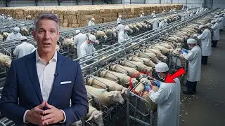 Inside A Giant Sheep Farm: How Millions of Pounds of Wool Are Processed! (Full process)