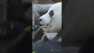 Why Panda Bears Are So Special! #PandaBears #WildlifeConservation #NatureLovers #CuteAnimals