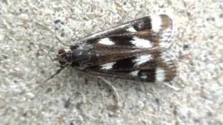 Polymorphic Pondweed Moth (Crambidae: Parapoynx maculalis) in Prairie Wind