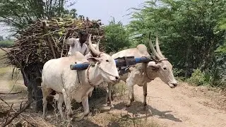Bullockcart working style | Bullockcart stuck video | Bull ploughing video