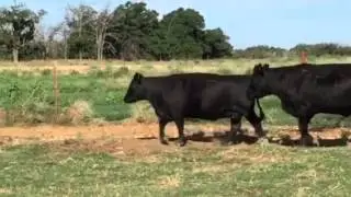 Fall Calving Powerful Angus Cows
