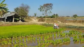 నట్టు మద్యలో  one day volg రైతు  కష్టానికి support please Jai Jawan Jai Kisan🙏