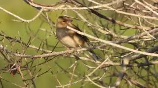 Common Chaffinch, Fringuello (Fringilla coelebs) female