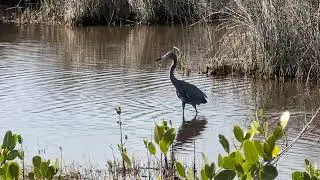 Reddish Egret with Black & Pink Beak Wades in Water at Black Point Wildlife Drive! Merritt Island 