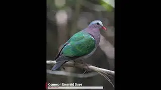 Common Emerald Dove (call)