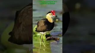 Meet the Jesus Bird: Nature&rsquo;s Water-Walking Wonder!