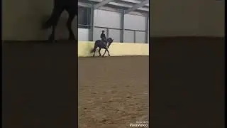 Friesian horse, training, dressage, Fa&iuml;lja vd Hanenberghoeve royal friesian