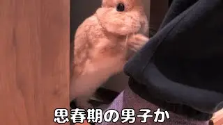 やましい事があって飼い主に部屋を見られたくない思春期男子のウサギ【No.1840】