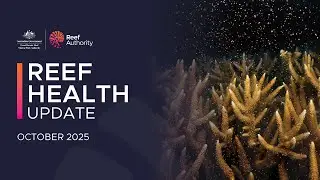 Reef health update - October 2025 | Great Barrier Reef Marine Park Authority