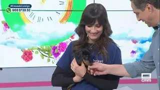 ¿Qué tener en cuenta antes de adoptar un cachorro?
