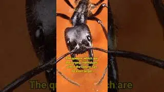 Giant Amazonian Ant | The Largest Ant In The World