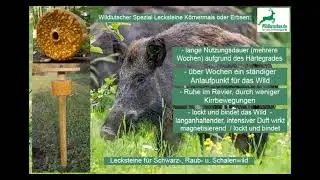 Wildschwein Kirrung mit Wildlutscher Lecksteine