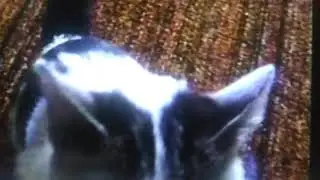 ahgamen and kitten at hippie commune