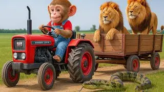 Nana the Monkey Races His Tractor to Fix the Broken Water Supply for Thirsty Cows 🐄💨🔧 funny monkey 
