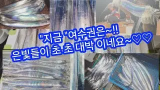 지금 여수권은 은빛들이 물반 갈치반 입니다~♡♡