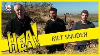 HEA: Riet snijden
