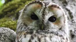 Chouette hulotte m&acirc;le cri, chant