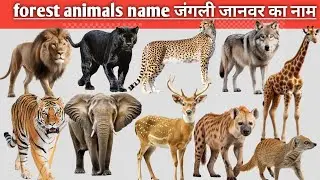 Forest Animal Learning Video for Kids | Wild Animals Name in Hindi English KK KIDS TV
