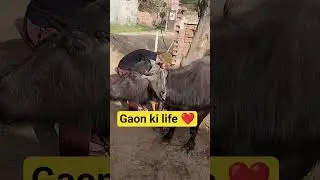 gaon ka lifest farmers life#gaon#farmlife#punjabi#haryanvisong