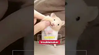 🐾😂 Tiny Thief Alert! Hamster Steals Snacks #CuteAnimals