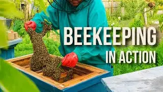 Beekeeper&rsquo;s Gentle Rescue: Swarm from Peach Tree to Hive! 🐝🌿