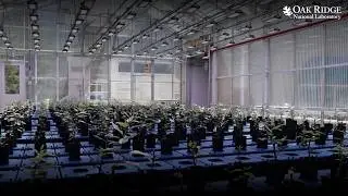 Необычная теплица: как ORNL использует ИИ и автоматизацию для революционизации науки о растениях.